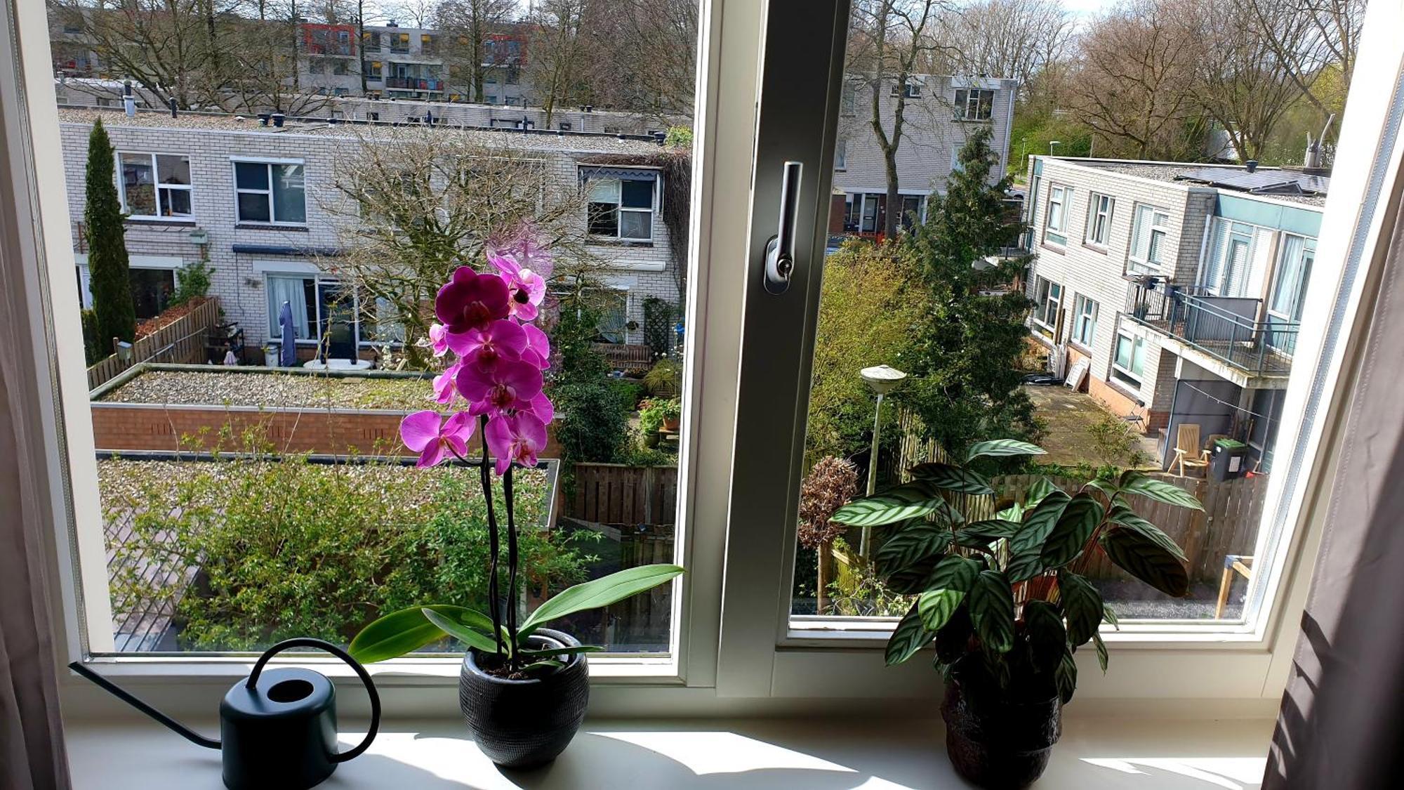 Amor Guesthouse Amsterdam Eksteriør billede